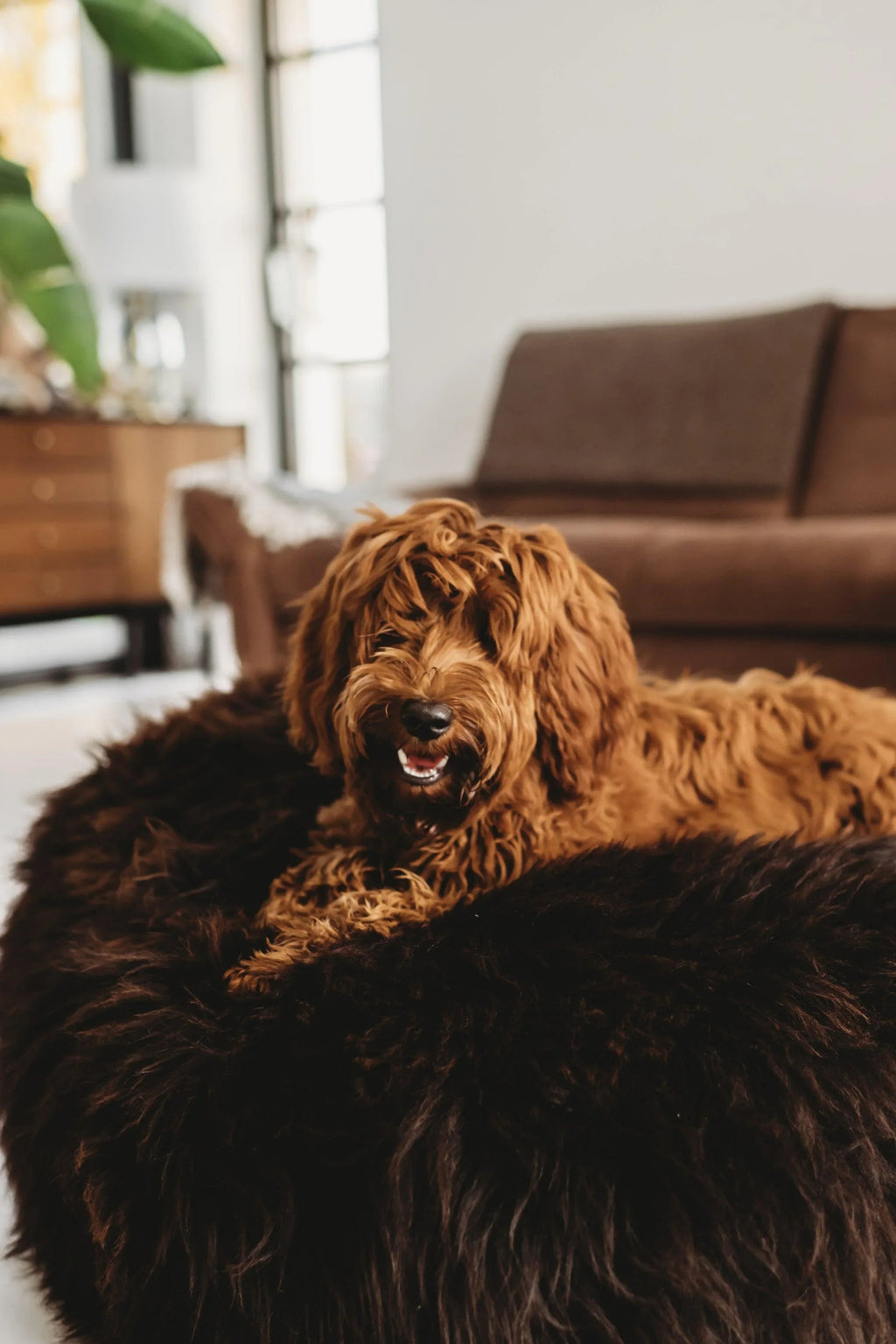 Oval Natural Sheepskin Pet Bed - Chocolate Brown-0