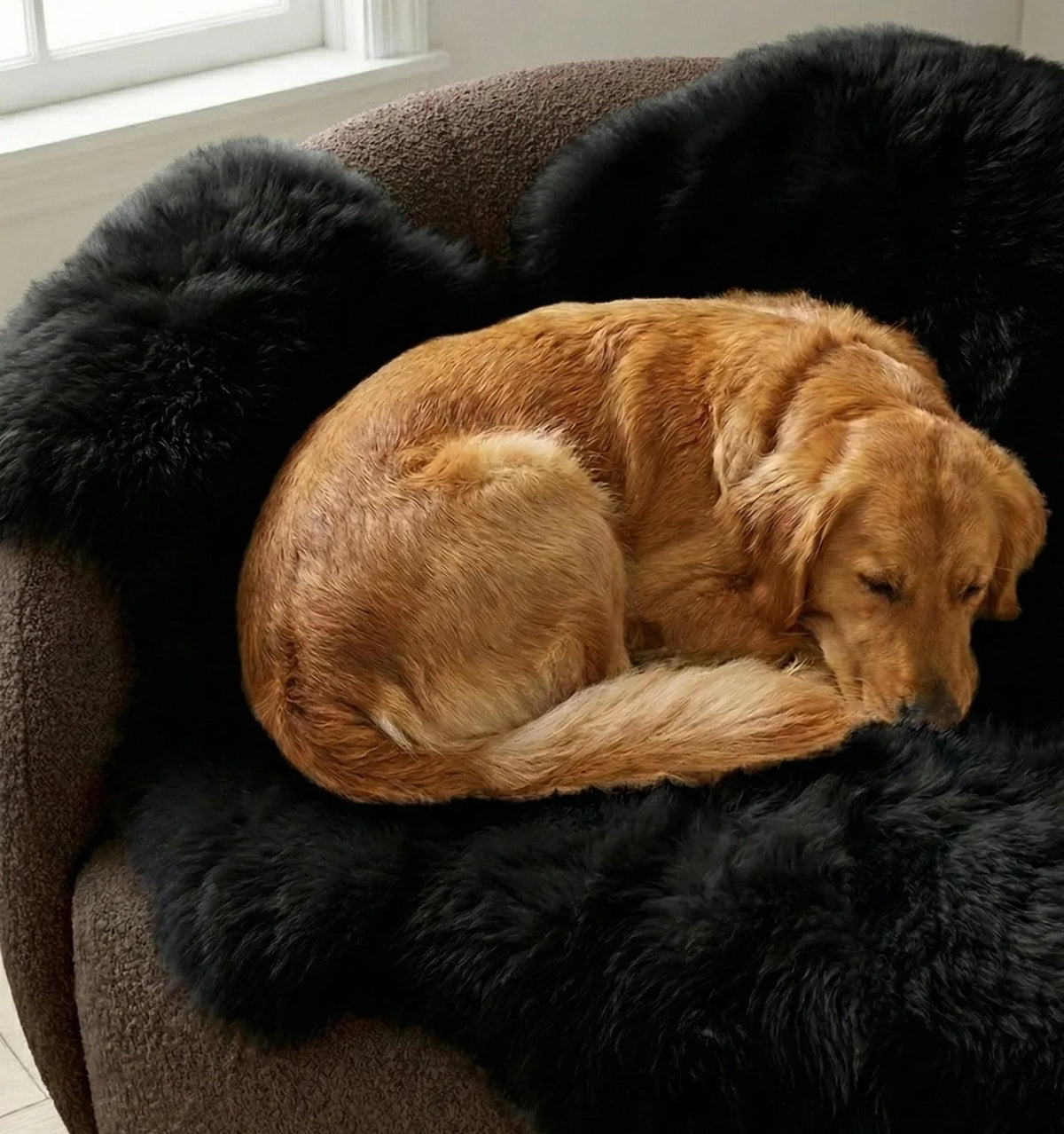 Genuine Black Sheepskin Couch Cover for Dogs — Natural Sofa Protector (Plastic-Free) - Mio NEGOZIO 🌹💐MellowConceptStoreMellowConceptStore