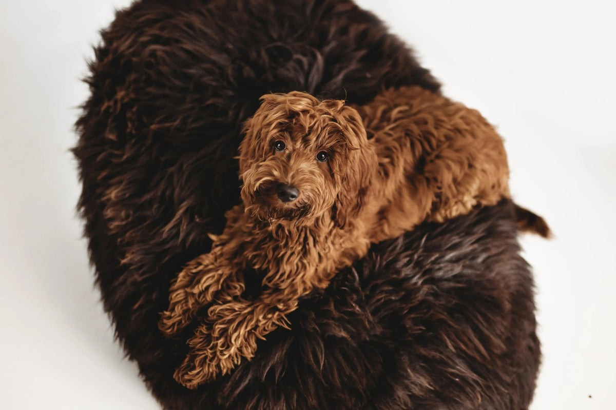 Oval Natural Sheepskin Pet Bed - Chocolate Brown - Mio NEGOZIO 🌹💐Mellow Pet StoreMellow Pet Store