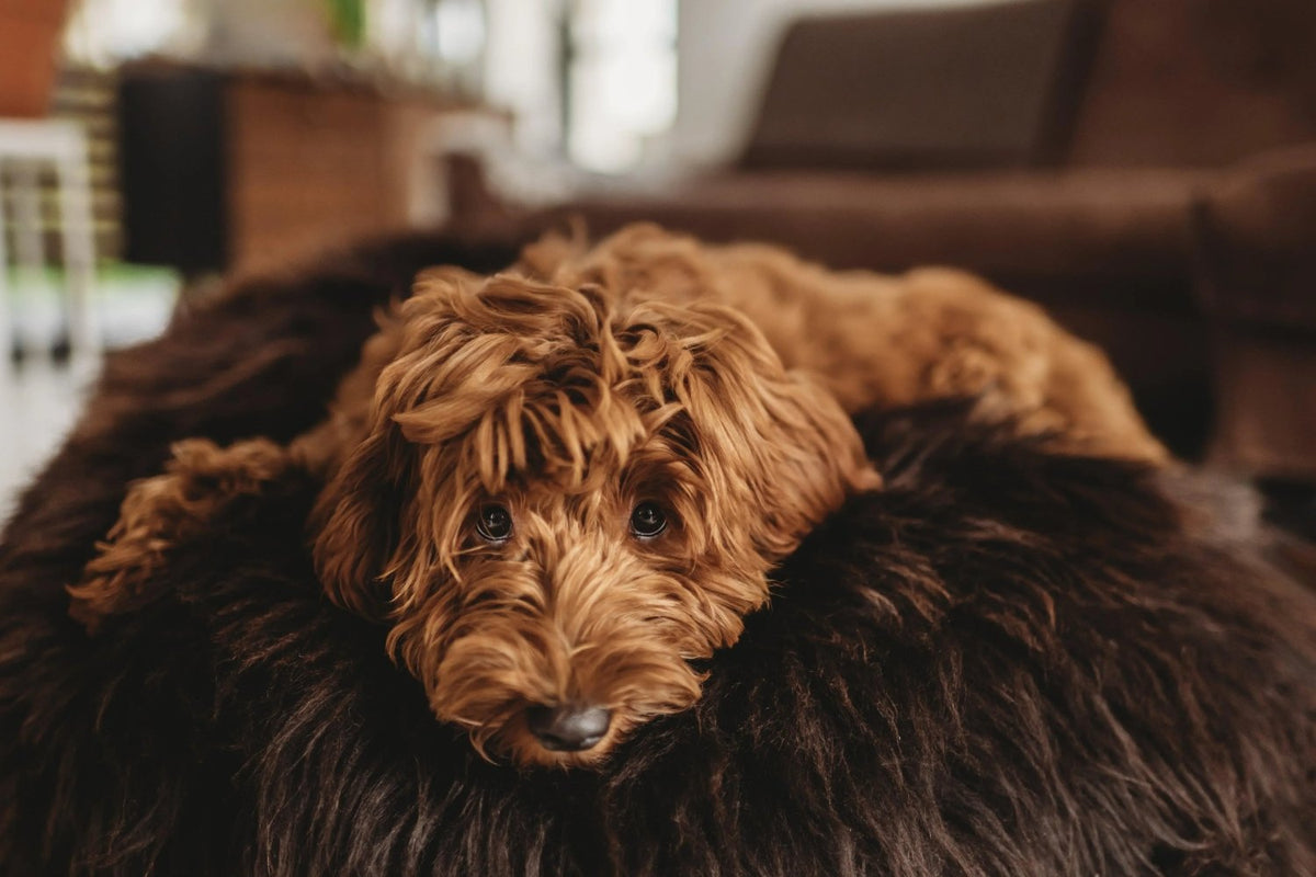 Oval Natural Sheepskin Pet Bed - Chocolate Brown - Mio NEGOZIO 🌹💐Mellow Pet StoreMellow Pet Store