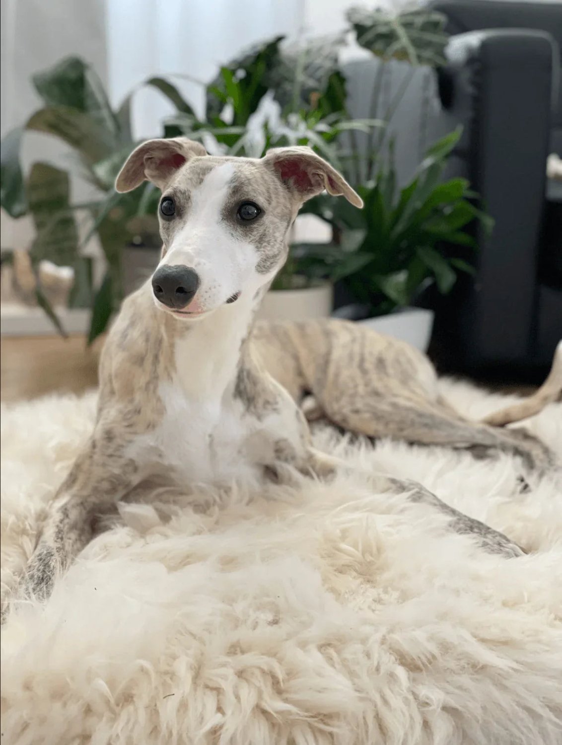 Square or Rectangular Natural Sheepskin Pet Mat - White - Mio NEGOZIO 🌹💐Mellow Pet StoreMellow Pet Store